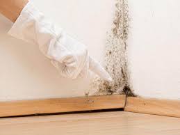 Best Mold Documentation for Insurance Claims  in Howe, TX